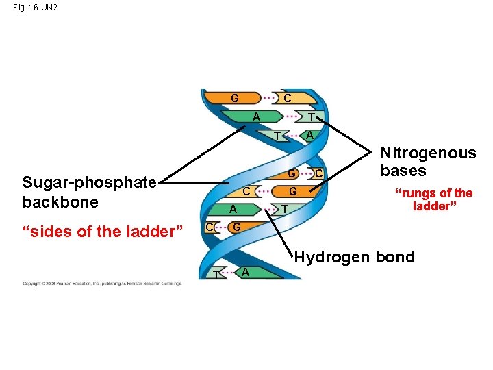 Fig. 16 -UN 2 G C A T G Sugar-phosphate backbone “sides of the