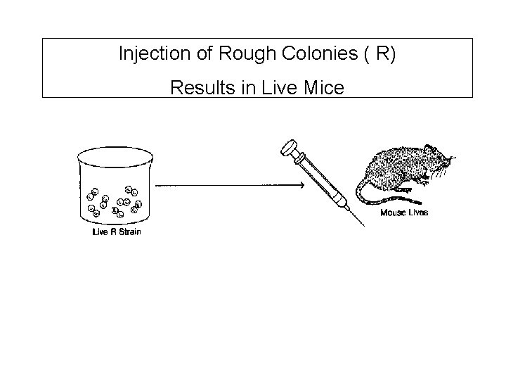 Injection of Rough Colonies ( R) Results in Live Mice 