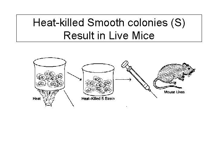 Heat-killed Smooth colonies (S) Result in Live Mice 