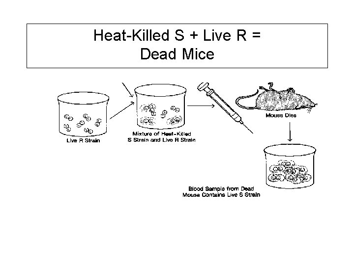 Heat-Killed S + Live R = Dead Mice 