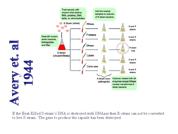 If the Heat-Killed S-strain’s DNA is destroyed with DNAase then R-strain can not be