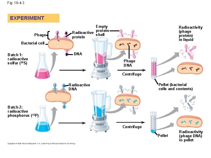 Fig. 16 -4 -3 EXPERIMENT Phage Empty protein Radioactive shell protein Radioactivity (phage protein)