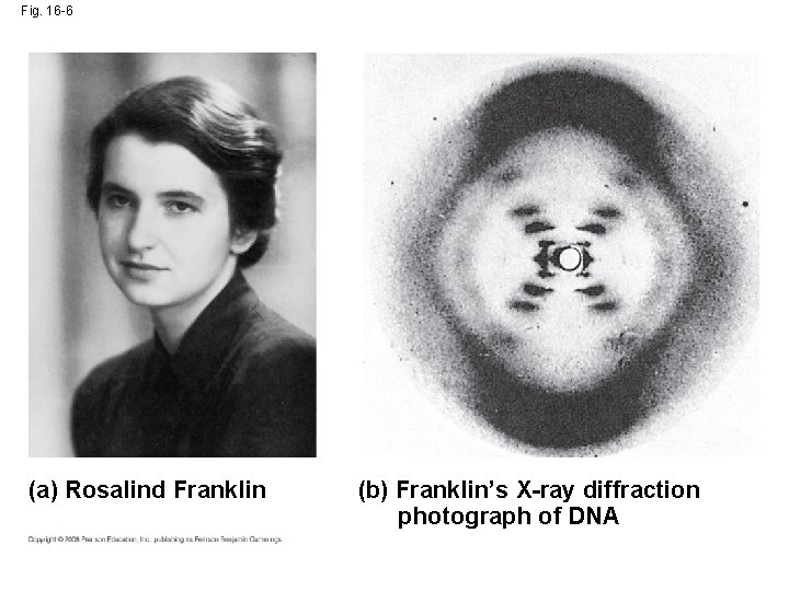 Fig. 16 -6 (a) Rosalind Franklin (b) Franklin’s X-ray diffraction photograph of DNA 