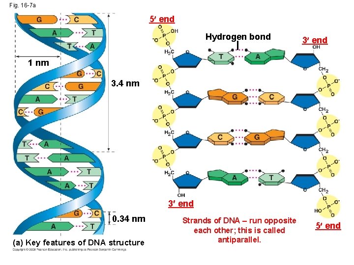 Fig. 16 -7 a 5 end Hydrogen bond 3 end 1 nm 3. 4