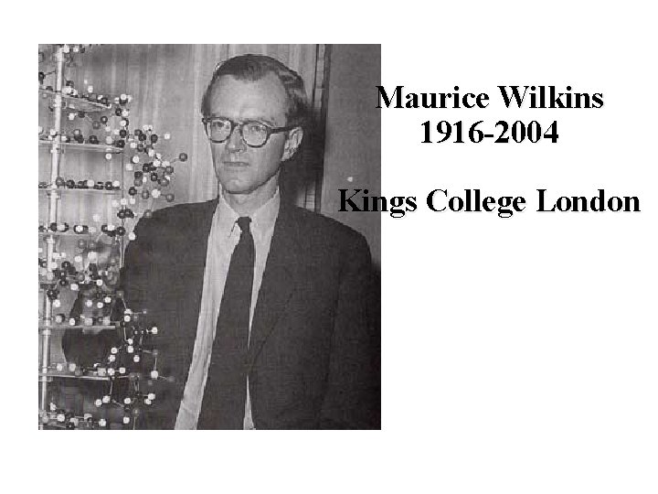 Maurice Wilkins 1916 -2004 Kings College London 