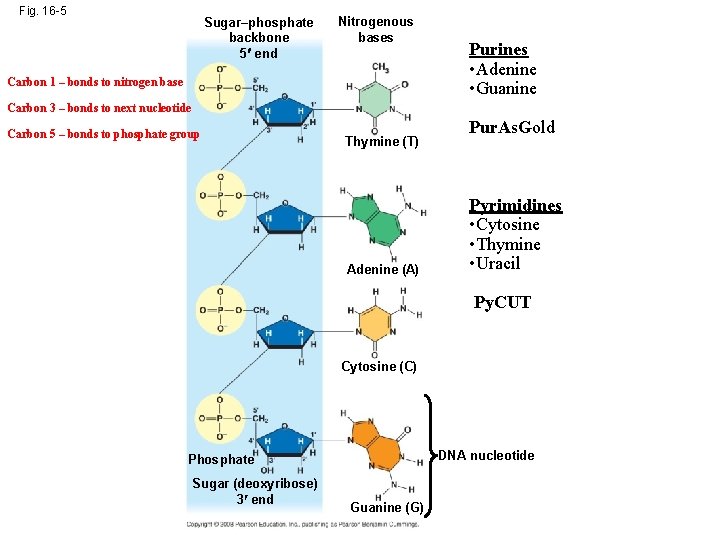 Fig. 16 -5 Sugar–phosphate backbone 5 end Nitrogenous bases Carbon 1 – bonds to