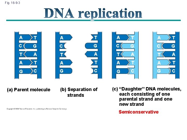 Fig. 16 -9 -3 A T A T C G C G T A