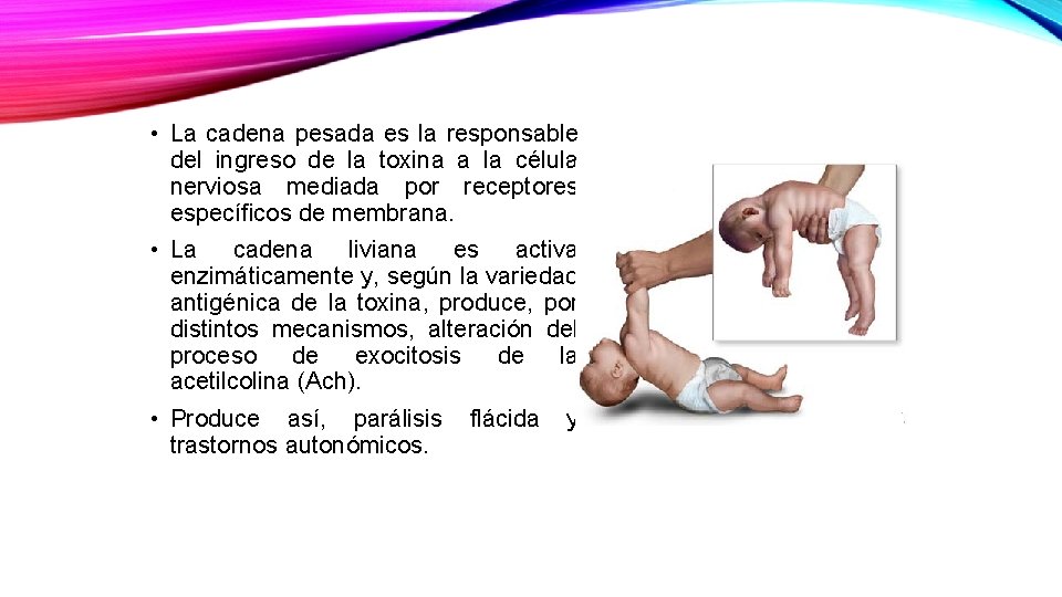 • La cadena pesada es la responsable del ingreso de la toxina a