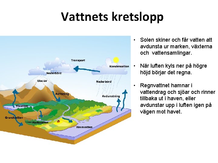 Vattnets kretslopp • Solen skiner och får vatten att avdunsta ur marken, växterna och