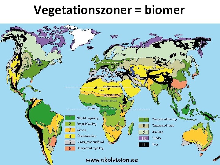 Vegetationszoner = biomer 