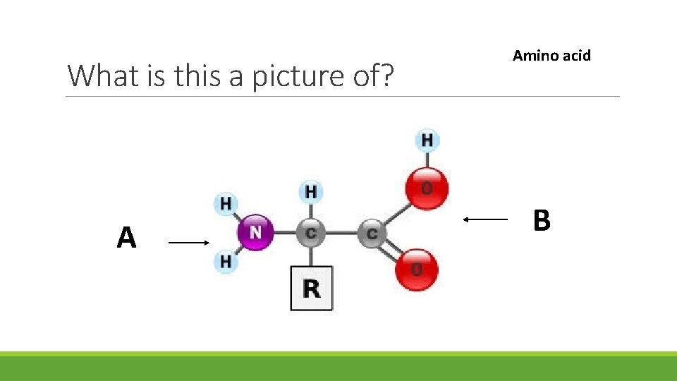 What is this a picture of? A Amino acid B 