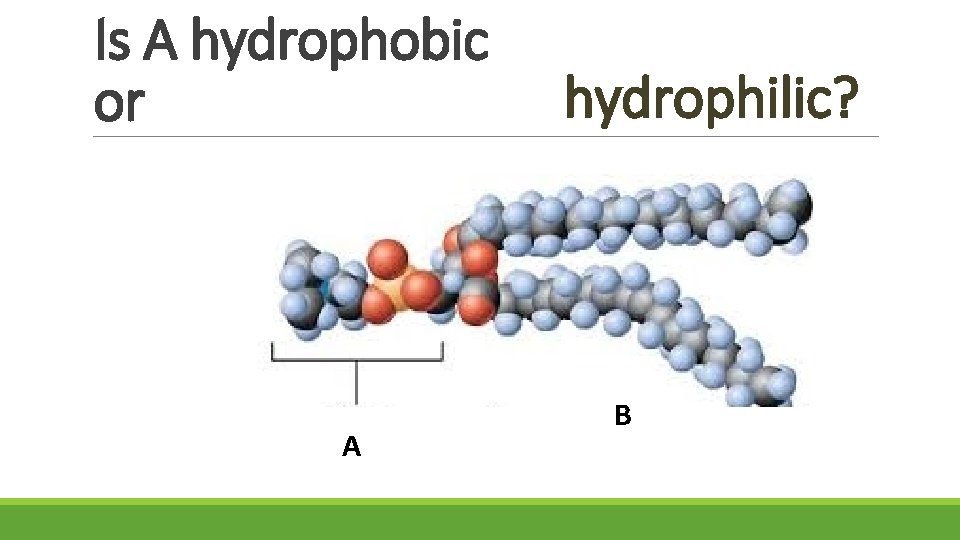 Is A hydrophobic or A hydrophilic? B 