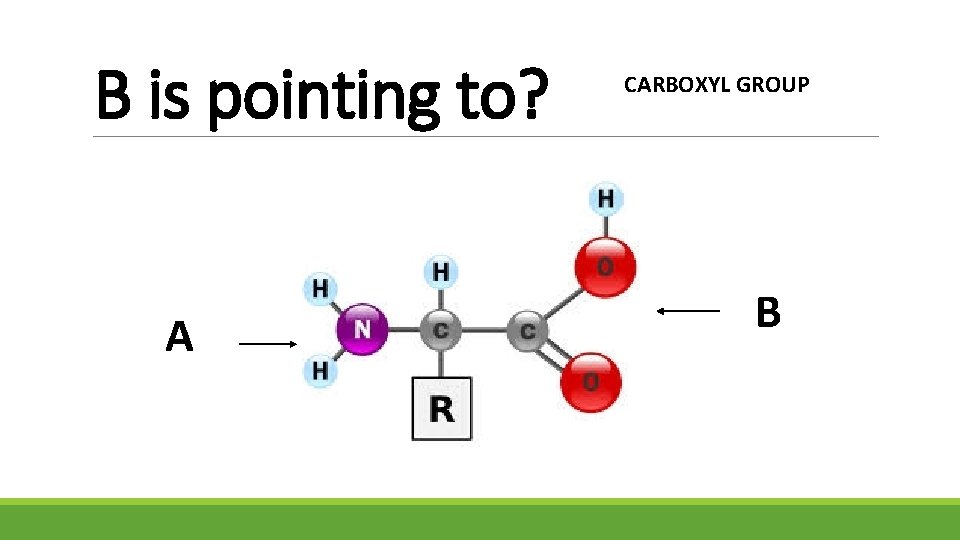 B is pointing to? A CARBOXYL GROUP B 