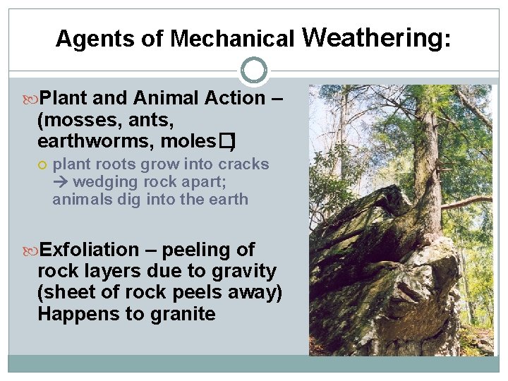 Agents of Mechanical Weathering: Plant and Animal Action – (mosses, ants, earthworms, moles�) plant