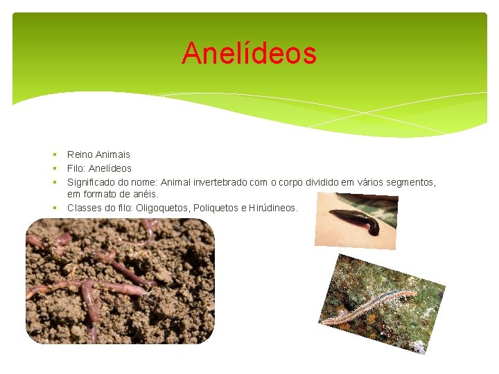 Anelídeos § § Reino Animais Filo: Anelídeos Significado do nome: Animal invertebrado com o