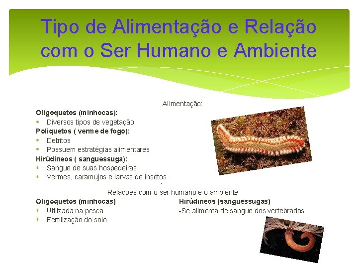 Tipo de Alimentação e Relação com o Ser Humano e Ambiente Alimentação: Oligoquetos (minhocas):