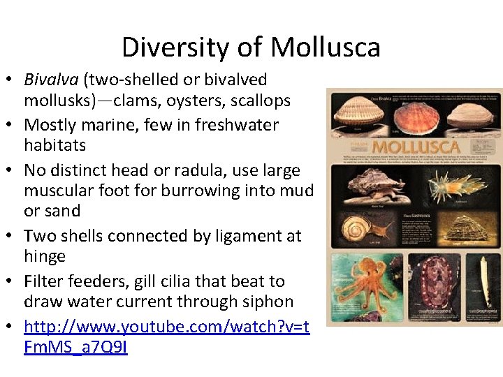 Diversity of Mollusca • Bivalva (two-shelled or bivalved mollusks)—clams, oysters, scallops • Mostly marine,