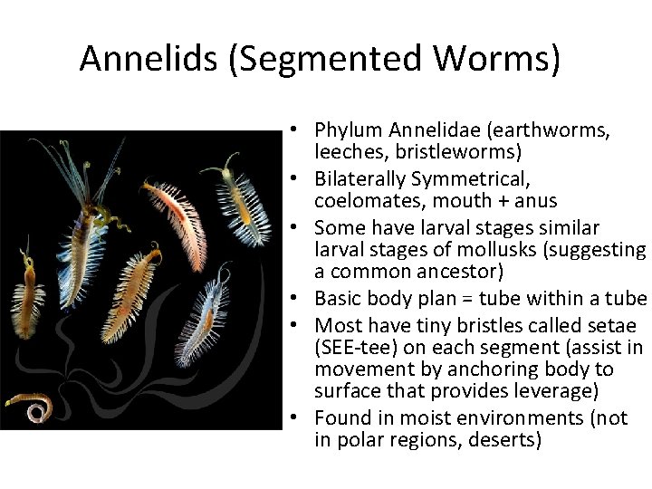Annelids (Segmented Worms) • Phylum Annelidae (earthworms, leeches, bristleworms) • Bilaterally Symmetrical, coelomates, mouth