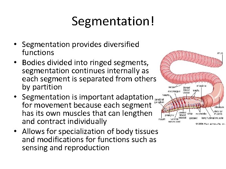 Segmentation! • Segmentation provides diversified functions • Bodies divided into ringed segments, segmentation continues