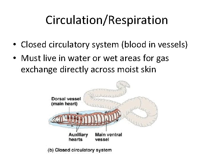 Circulation/Respiration • Closed circulatory system (blood in vessels) • Must live in water or