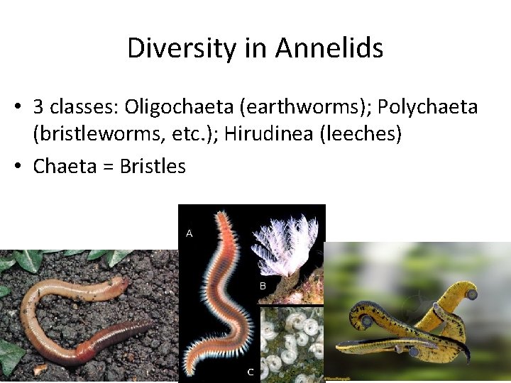 Diversity in Annelids • 3 classes: Oligochaeta (earthworms); Polychaeta (bristleworms, etc. ); Hirudinea (leeches)