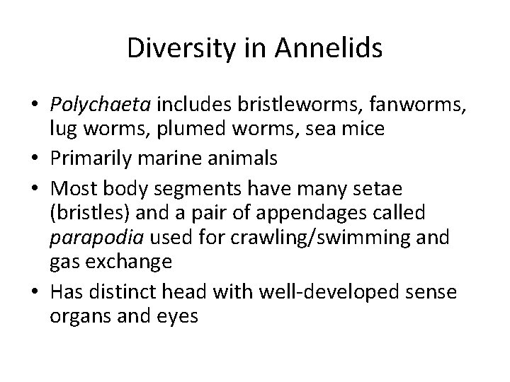 Diversity in Annelids • Polychaeta includes bristleworms, fanworms, lug worms, plumed worms, sea mice