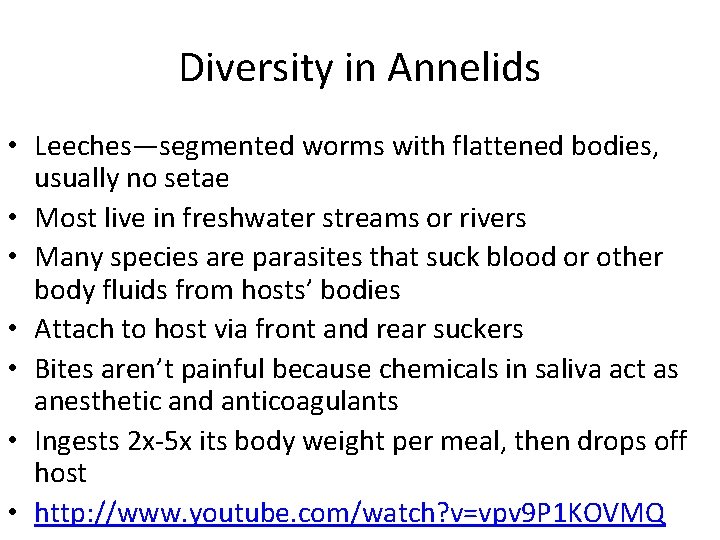 Diversity in Annelids • Leeches—segmented worms with flattened bodies, usually no setae • Most