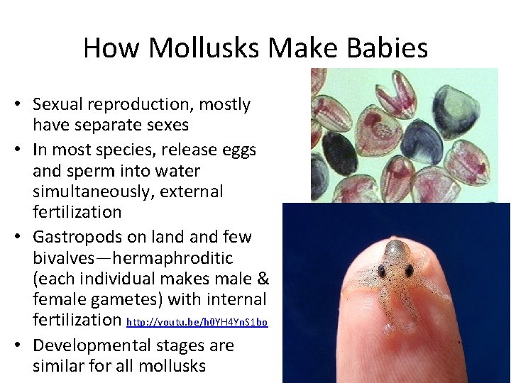 How Mollusks Make Babies • Sexual reproduction, mostly have separate sexes • In most