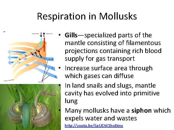 Respiration in Mollusks • Gills—specialized parts of the mantle consisting of filamentous projections containing