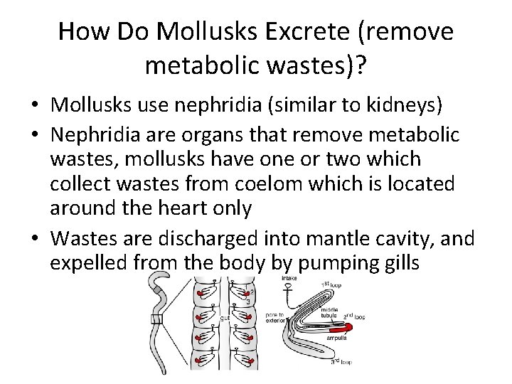 How Do Mollusks Excrete (remove metabolic wastes)? • Mollusks use nephridia (similar to kidneys)