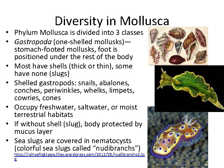 Diversity in Mollusca • Phylum Mollusca is divided into 3 classes • Gastropoda (one-shelled