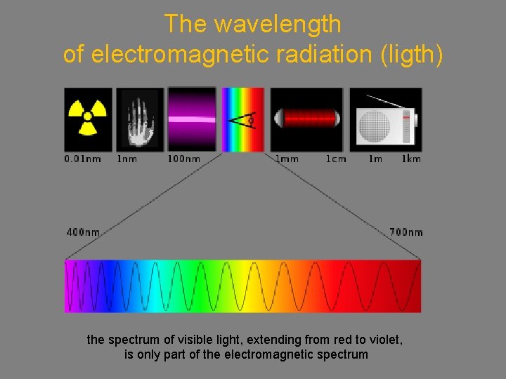 The wavelength of electromagnetic radiation (ligth) the spectrum of visible light, extending from red