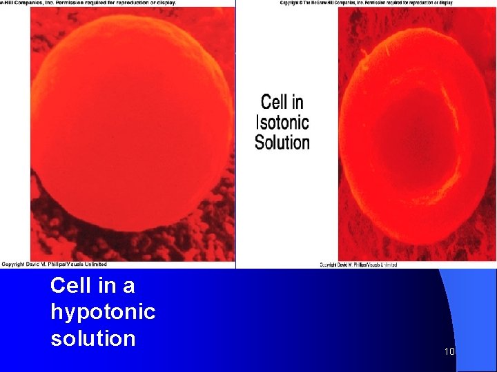 Cell in a hypotonic solution 10 