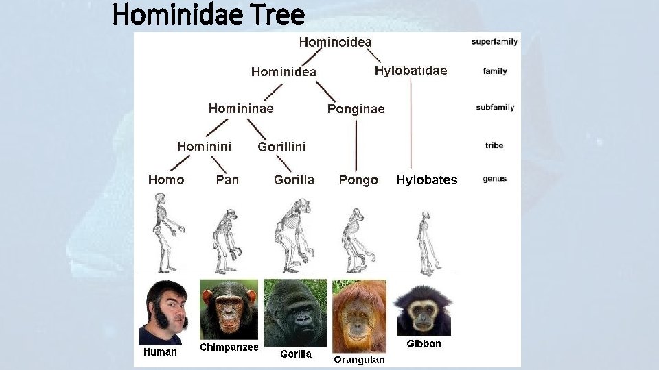 Hominidae Tree 