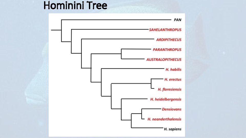 Hominini Tree 