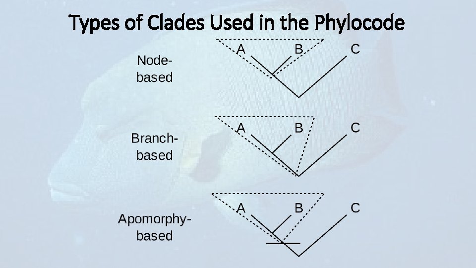 Types of Clades Used in the Phylocode 