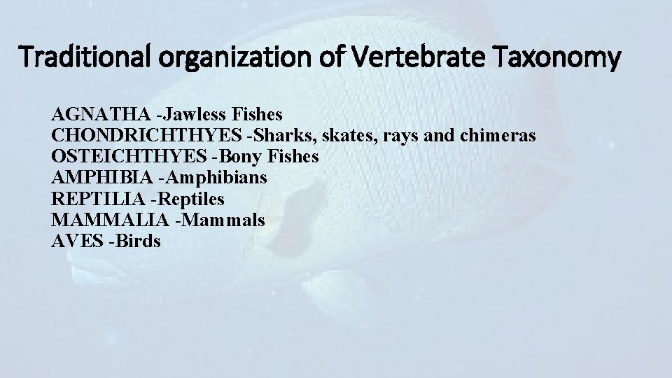 Traditional organization of Vertebrate Taxonomy AGNATHA -Jawless Fishes CHONDRICHTHYES -Sharks, skates, rays and chimeras