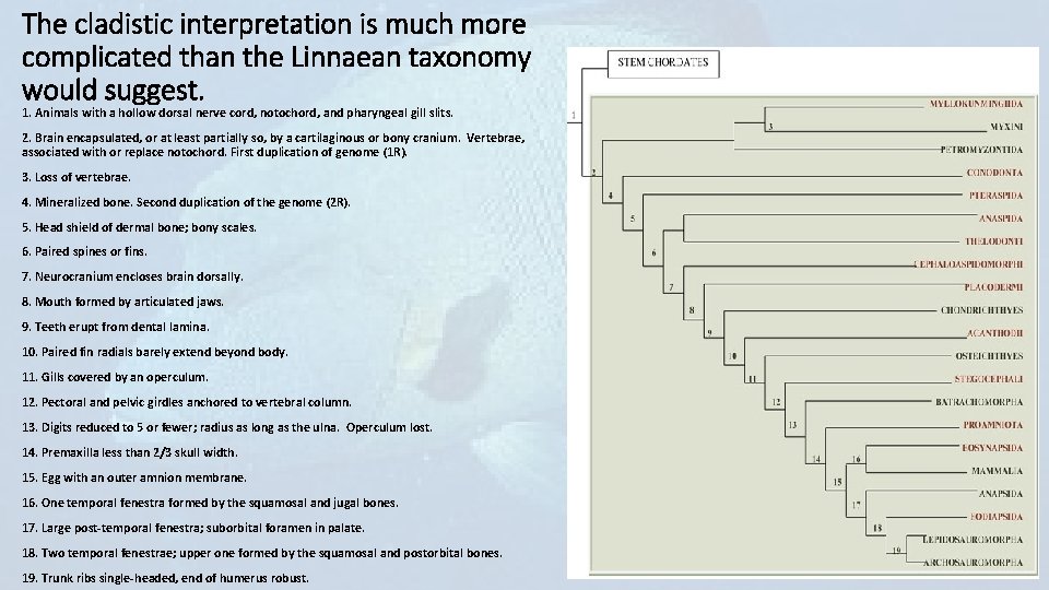 The cladistic interpretation is much more complicated than the Linnaean taxonomy would suggest. 1.