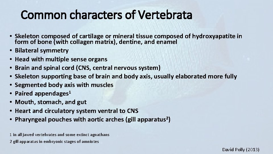 Common characters of Vertebrata • Skeleton composed of cartilage or mineral tissue composed of