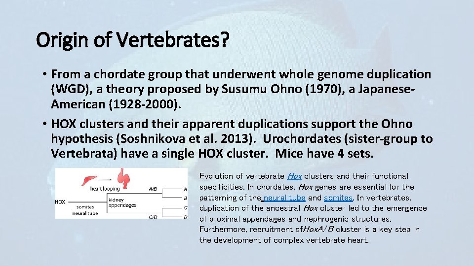 Origin of Vertebrates? • From a chordate group that underwent whole genome duplication (WGD),