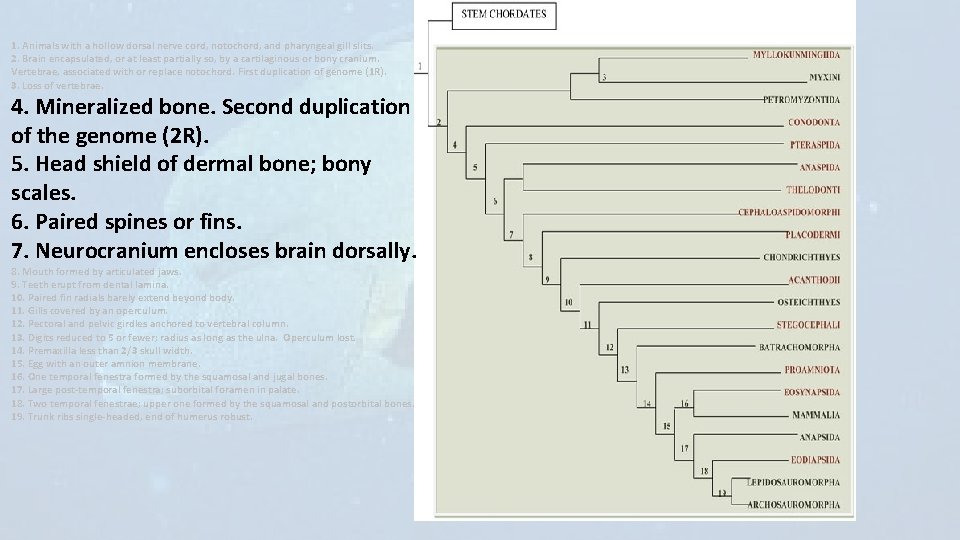 1. Animals with a hollow dorsal nerve cord, notochord, and pharyngeal gill slits. 2.