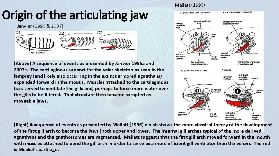 Origin of the articulating jaw Mallatt (1996) Janvier (1996 & 2007) (Above) A sequence