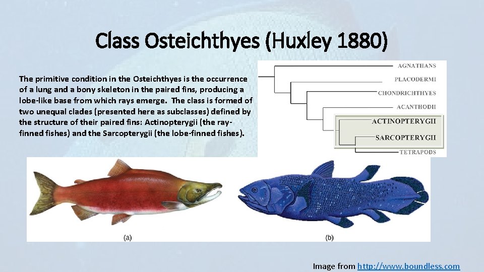 Class Osteichthyes (Huxley 1880) The primitive condition in the Osteichthyes is the occurrence of