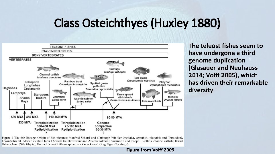 Class Osteichthyes (Huxley 1880) The teleost fishes seem to have undergone a third genome