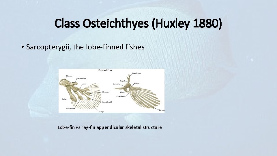 Class Osteichthyes (Huxley 1880) • Sarcopterygii, the lobe-finned fishes Lobe-fin vs ray-fin appendicular skeletal