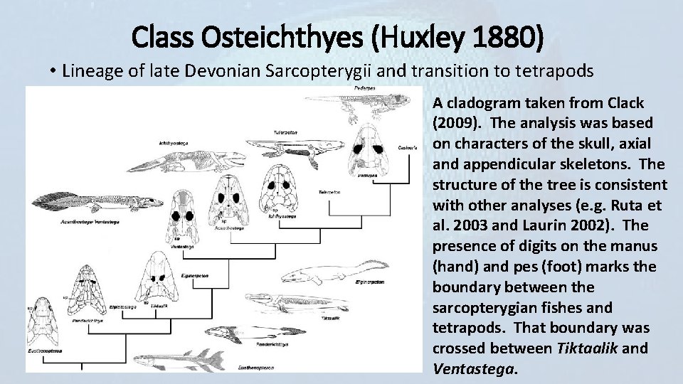 Class Osteichthyes (Huxley 1880) • Lineage of late Devonian Sarcopterygii and transition to tetrapods