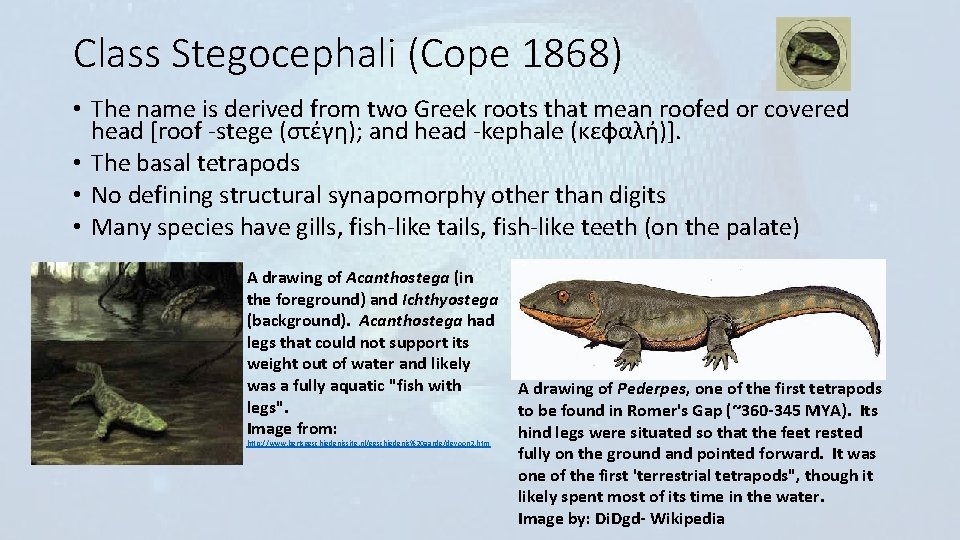 Class Stegocephali (Cope 1868) • The name is derived from two Greek roots that