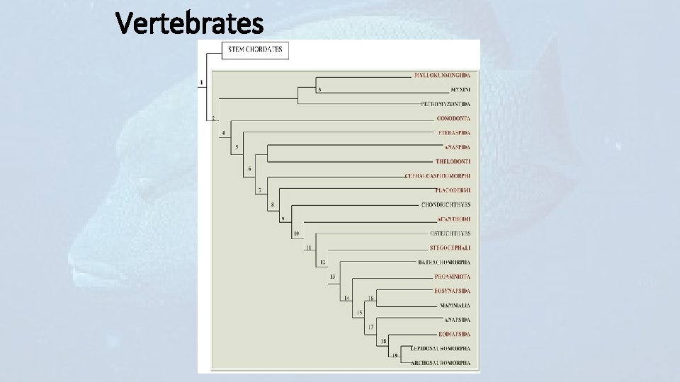 Vertebrates 