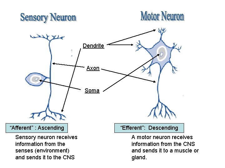 Dendrite Axon Soma “Afferent” : Ascending Sensory neuron receives information from the senses (environment)