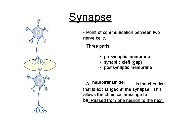 Synapse • Point of communication between two nerve cells. • Three parts: • presynaptic